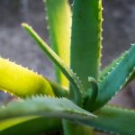 Az aloe vera szaporítása levélről: így csináld!