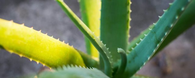 Az aloe vera szaporítása levélről: így csináld!