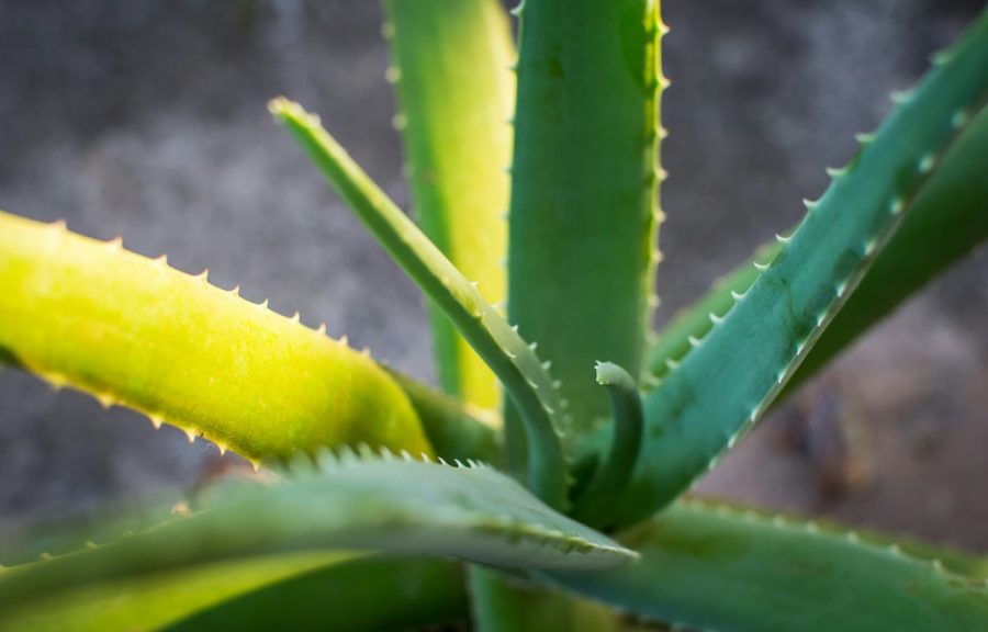 Az aloe vera szaporítása levélről: így csináld!
